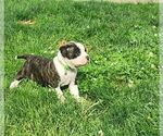 Small Photo #1 American Bulldog Puppy For Sale in NORTH RIDGEVILLE, OH, USA