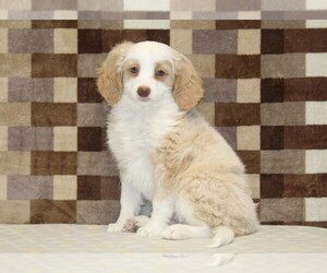 Bernedoodle (Miniature) Puppy for sale in DENVER, PA, USA