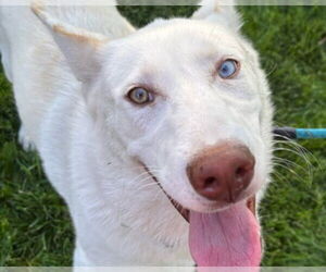 German Shepherd Dog-Unknown Mix Dogs for adoption in Martinez, CA, USA