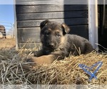 Small Photo #2 German Shepherd Dog Puppy For Sale in INDIAN MOUND, TN, USA