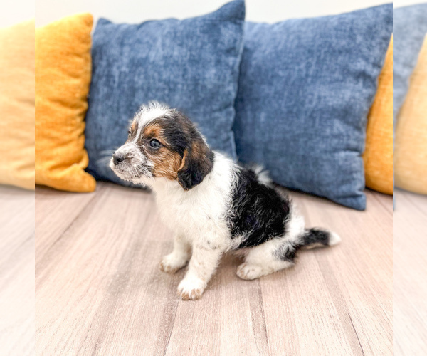 Medium Photo #3 Beaglier Puppy For Sale in MILLERSBURG, OH, USA