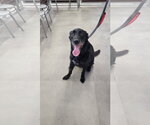 Small #1 Labrador Retriever Mix