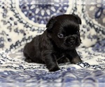 Small #3 French Bulldog