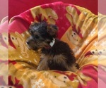 Small #3 Yorkshire Terrier