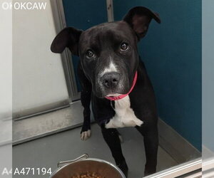 Mutt Dogs for adoption in Oklahoma City, OK, USA