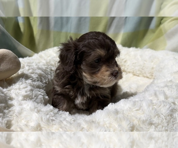Medium Photo #2 Havapoo Puppy For Sale in GUTHRIE, KY, USA