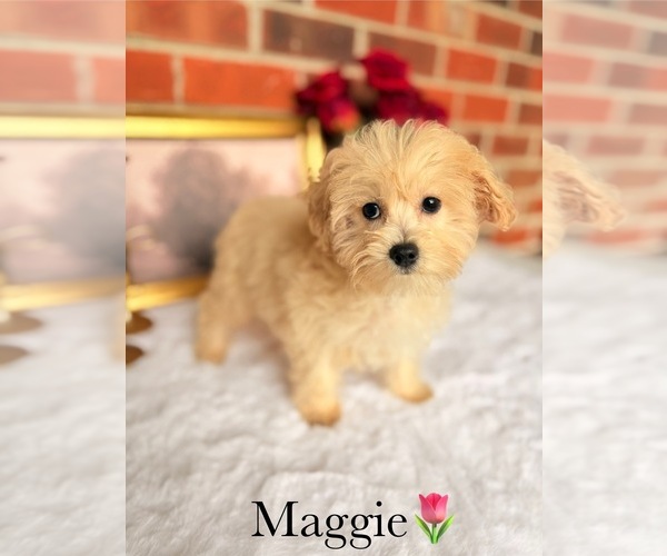 Medium Photo #16 Poo-Ton Puppy For Sale in MURFREESBORO, TN, USA