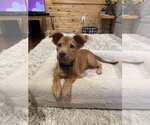 Small Photo #4 Golden Retriever-Unknown Mix Puppy For Sale in Brooklyn Center, MN, USA