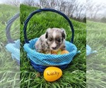 Small Photo #11 Miniature Australian Shepherd Puppy For Sale in ORRTANNA, PA, USA