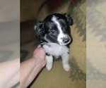 Small #6 Miniature Australian Shepherd