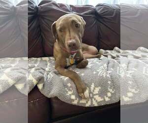 Mae - Female Rhodesian Ridgeback-Unknown Mix Dog for Adoption - Photo #5