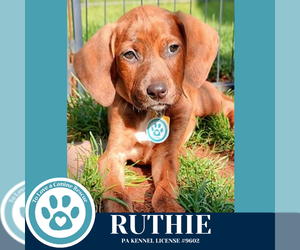 Dachshund-Unknown Mix Dogs for adoption in Kimberton, PA, USA