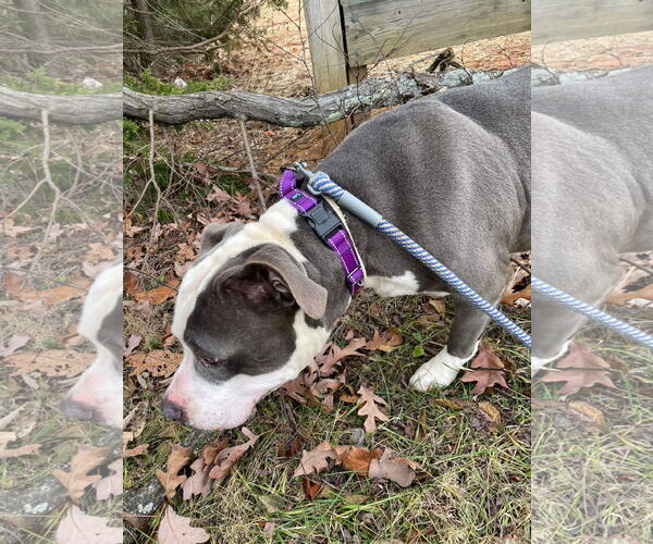 Medium Photo #18 American Pit Bull Terrier-Unknown Mix Puppy For Sale in Rustburg, VA, USA