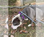 Small #17 American Pit Bull Terrier Mix