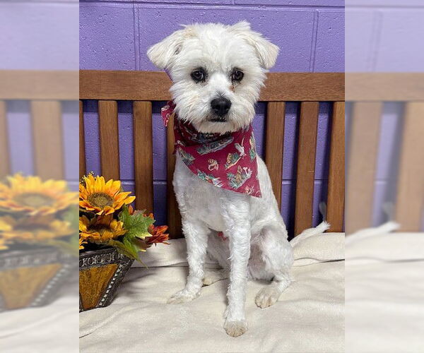 Medium Photo #1 Mutt Puppy For Sale in Genesee, WI, USA