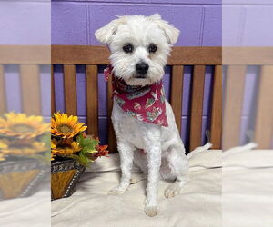 Mutt Dogs for adoption in Genesee, WI, USA