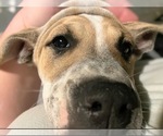 Small Photo #8 Staffordshire Bull Terrier Puppy For Sale in Maryville, TN, USA