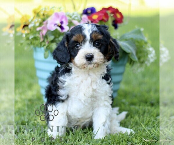 Medium Photo #1 Cavapoo (Miniature) Puppy For Sale in QUARRYVILLE, PA, USA