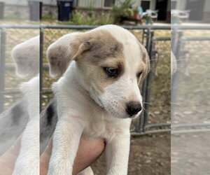 Roger ~ meet me! - Male Australian Shepherd-Unknown Mix Dog for Adoption - Photo #2