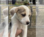Small Photo #2 Australian Shepherd-Unknown Mix Puppy For Sale in Southbury, CT, USA