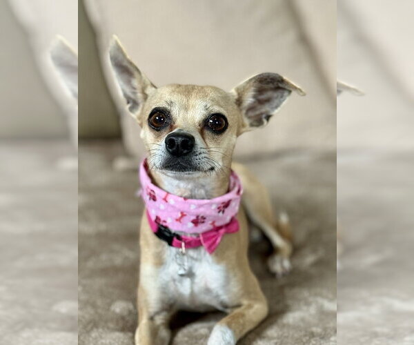 Medium Photo #4 Chihuahua-Unknown Mix Puppy For Sale in San Leon, TX, USA