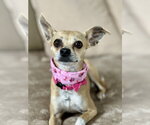 Small #3 Chihuahua Mix