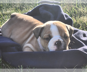 Olde English Bulldogge Puppy for sale in RATHDRUM, ID, USA