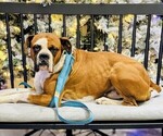 Small Photo #1 Boxer Puppy For Sale in WALNUT GROVE, MO, USA