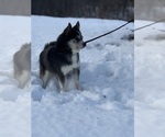 Small Photo #1 Alaskan Klee Kai-Pomsky Mix Puppy For Sale in STAPLES, MN, USA