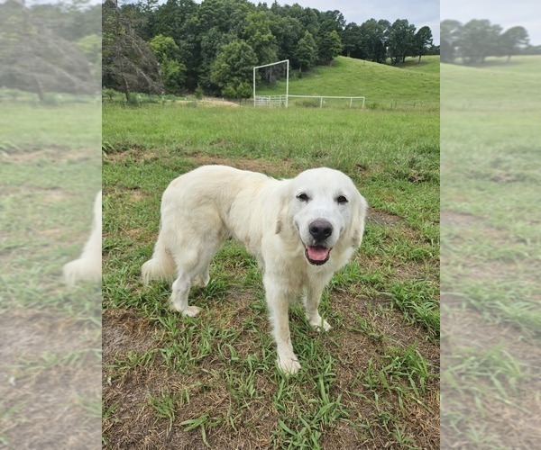 Medium Photo #1 Great Pyrenees Puppy For Sale in WATTS, OK, USA