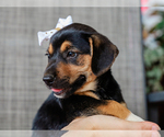 Small #2 Beagle-Mutt Mix