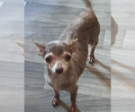 Small #1 Chihuahua Mix