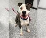 Small American Pit Bull Terrier-Bull Terrier Mix