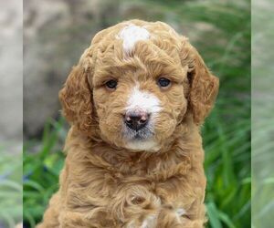 Goldendoodle (Miniature) Puppy for Sale in EAST EARL, Pennsylvania USA