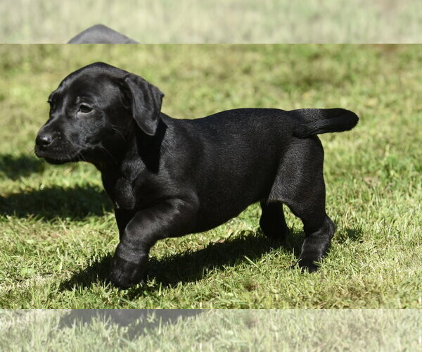 Medium Photo #3 Dachsador Puppy For Sale in Mechanicsburg, PA, USA