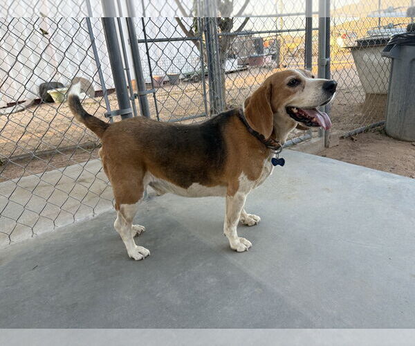 Medium Photo #4 Beagle Puppy For Sale in Apple Valley, CA, USA