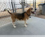 Small #3 Beagle