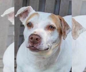 Mutt Dogs for adoption in Kennesaw, GA, USA