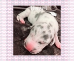 Small Photo #12 Great Dane Puppy For Sale in DIGHTON, MA, USA
