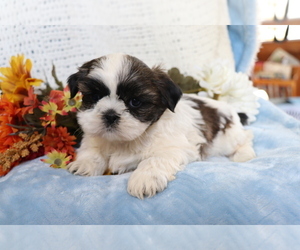 Shih Tzu Puppy for sale in SHILOH, OH, USA