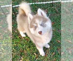 Siberian Husky Puppy for sale in ORANGE PARK, FL, USA