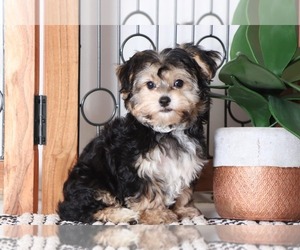 Bichon Frise Puppy for sale in NAPLES, FL, USA