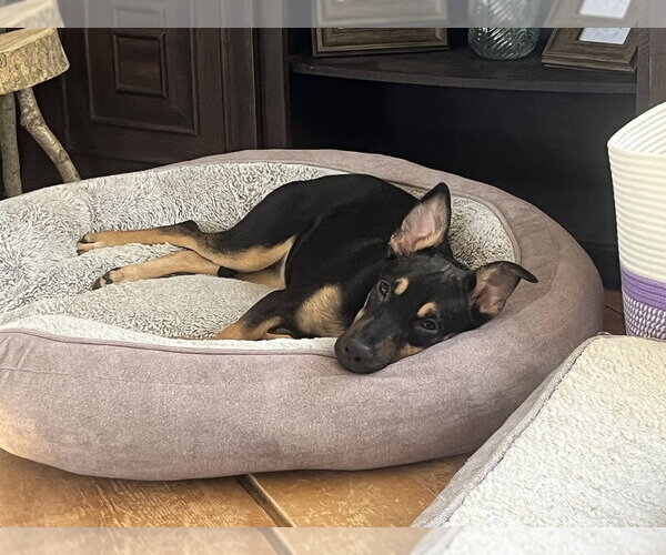 Medium Photo #16 German Shepherd Dog-Unknown Mix Puppy For Sale in Oak Bluffs, MA, USA