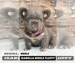 Small #6 French Bulldog