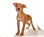Small #1 Labrador Retriever Mix