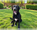 Usher - Male Labrador Retriever-Unknown Mix Dog for Adoption - Small photo