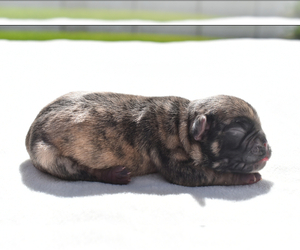 Pug Puppy for sale in PALM COAST, FL, USA