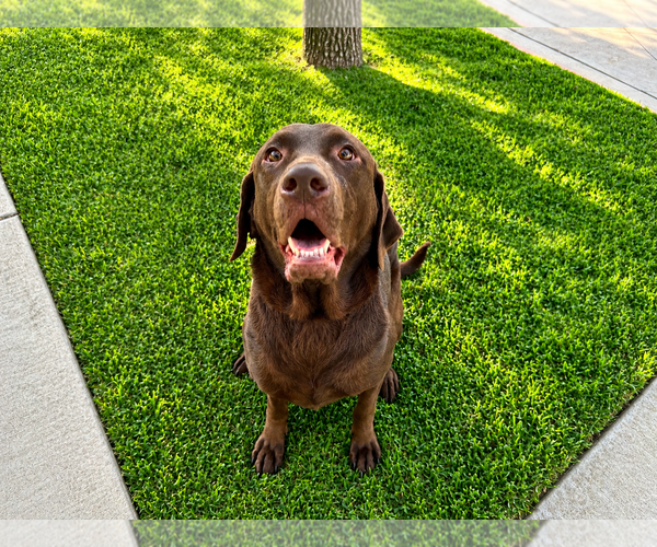 Medium Photo #4 Labrador Retriever Puppy For Sale in Clovis, CA, USA