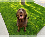 Small #3 Labrador Retriever
