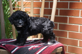 Cocker Spaniel-Poodle (Miniature) Mix Puppy for sale in FREDERICKSBURG, OH, USA